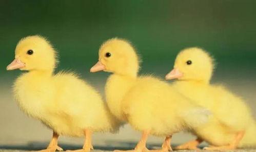 赶鸭子视频动画片国产,赶鸭子动画片的文化传承与创新  第3张